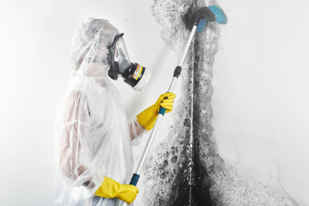 Best Biohazard Mold Removal  in Macdonnell Heights, NY